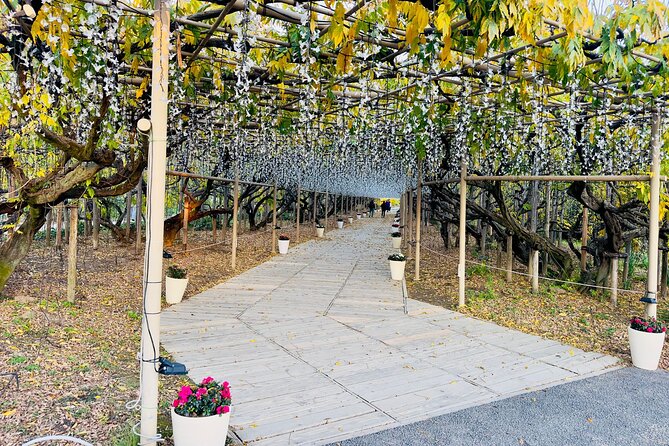 Ashikaga Flowers Park Pvt. One Day Tour with Pickup - The $500 price makes more sense with five people