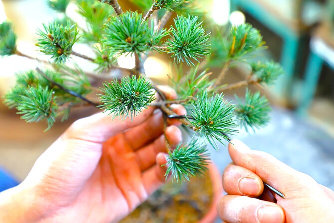 Bonsai Tour & Experience at the Most Sacred City for Bonsai in JP - Walking through a century-old bonsai district