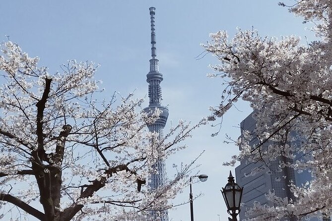Cherry Blossom Highlights, Asakusa, Ueno, Imperial Palace Garden - Key points to know before booking
