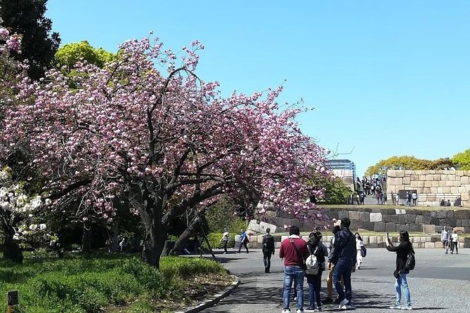 Cherry Blossom Highlights, Asakusa, Ueno, Imperial Palace Garden - Why this Tokyo cherry blossom tour works
