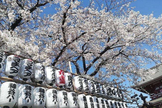 Cherry Blossom Highlights, Asakusa, Ueno, Imperial Palace Garden - Starting at the Imperial Palace’s East Gardens