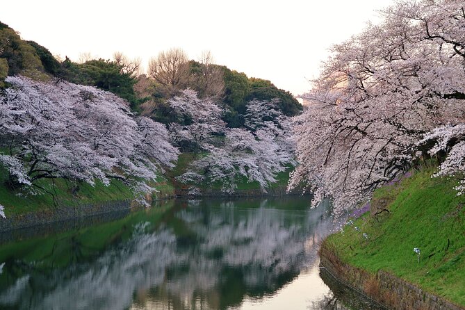 Cherry Blossom Private Tour - Why a private car helps during cherry season