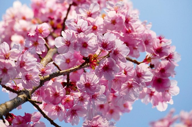 Cherry Blossom Private Tour - Roppongi: blossoms on a city hill