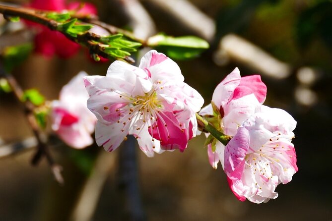 Cherry Blossom Private Tour - Zojo-ji Temple: traditional setting with Tokyo Tower