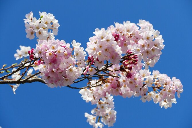 Cherry Blossom Private Tour - Guides, vehicles, and the small comforts