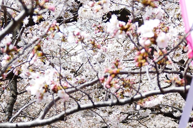 Cherry Blossom Private Tour - Imperial Palace: a quick introduction to Tokyo’s blossoms
