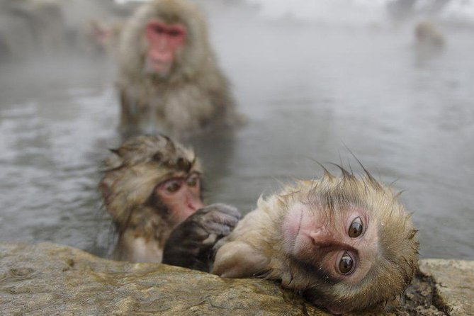 Day Trip to See the Snow Monkeys from Shinjuku with Lunch Buffet - Key points at a glance
