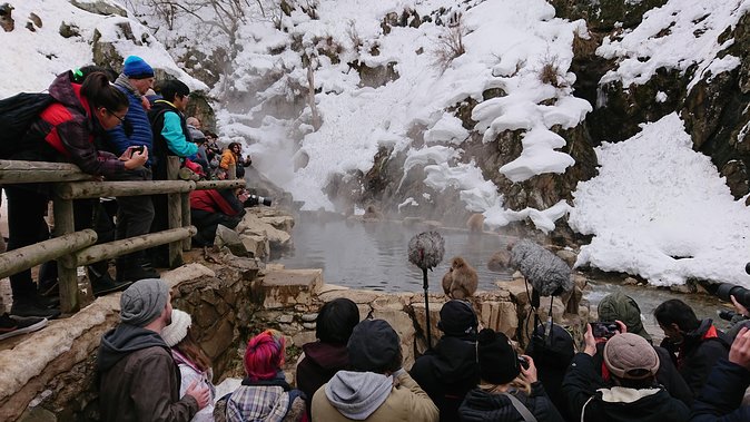 Day Trip to See the Snow Monkeys from Shinjuku with Lunch Buffet - The real cost of a $130.43 day