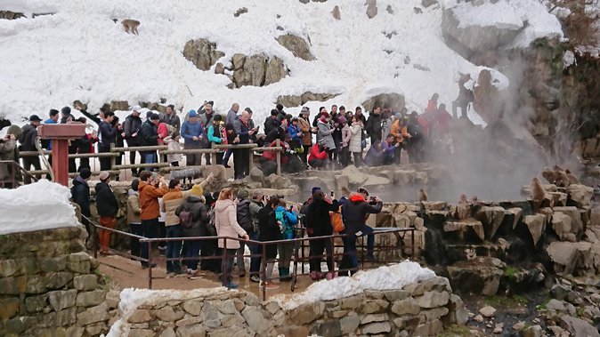 Day Trip to See the Snow Monkeys from Shinjuku with Lunch Buffet - Who should book this experience