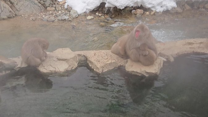 Day Trip to See the Snow Monkeys from Shinjuku with Lunch Buffet - Practical details before you reserve