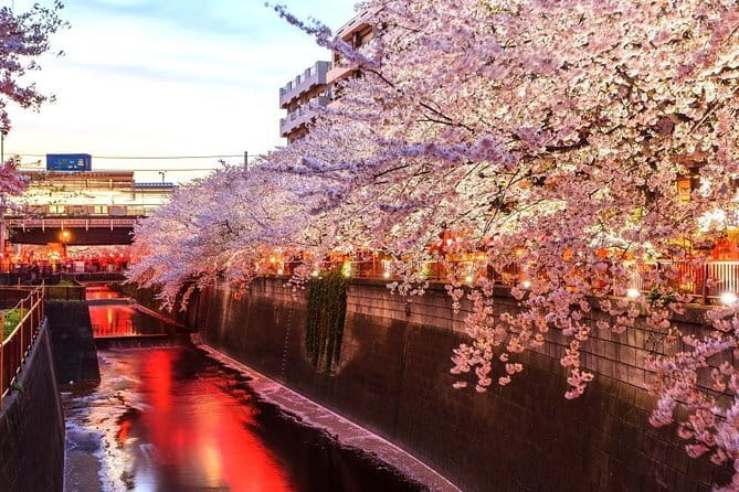 Evening Hanami (Cherry Blossom) Experience with a Local - Walking beside the Meguro River