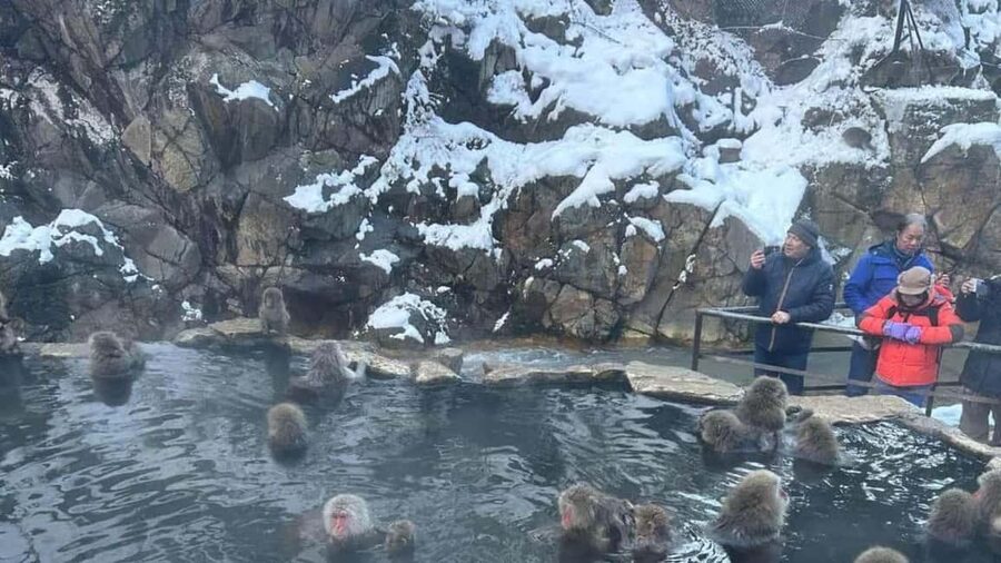 F: Tokyo:Nagano snow monkey/Zenko Ji temple private day tour - Key points to know before booking