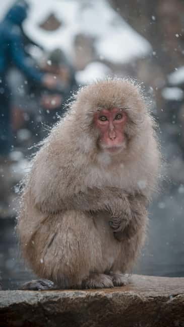 F: Tokyo:Nagano snow monkey/Zenko Ji temple private day tour - The day begins with a long road to Nagano