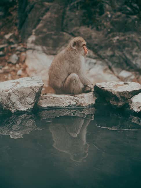 F: Tokyo:Nagano snow monkey/Zenko Ji temple private day tour - Zenkoji Temple gives the day a quieter center