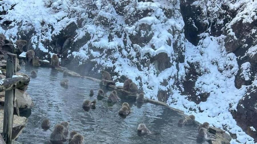 F: Tokyo:Nagano snow monkey/Zenko Ji temple private day tour - Jigokudani Monkey Park and the famous hot springs