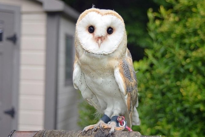 Freely set up plans Guided Private Tours in Tokyo - Animal cafes and the questions they raise
