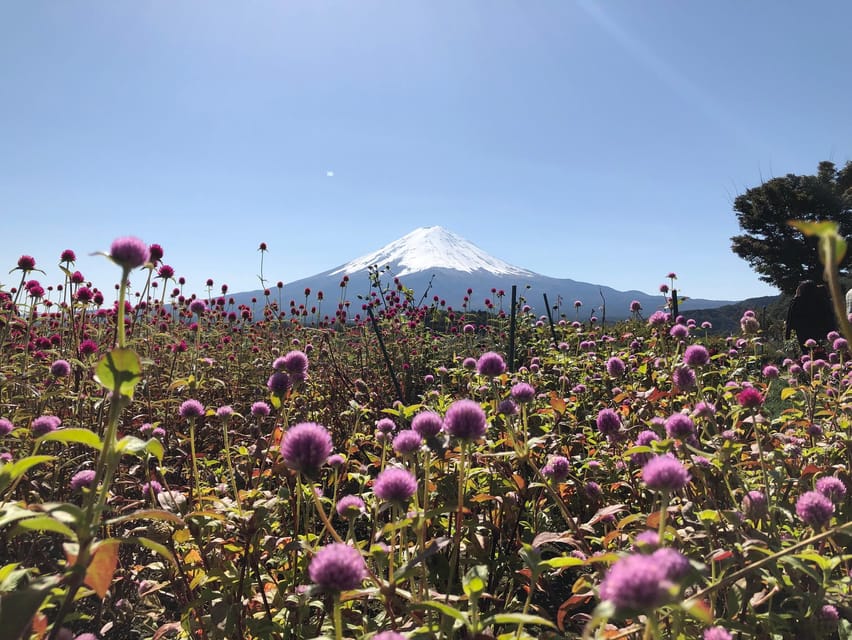 From Tokyo: Mount Fuji, Cruise and Sake Tour - Guide language, group rhythm, and practical comfort