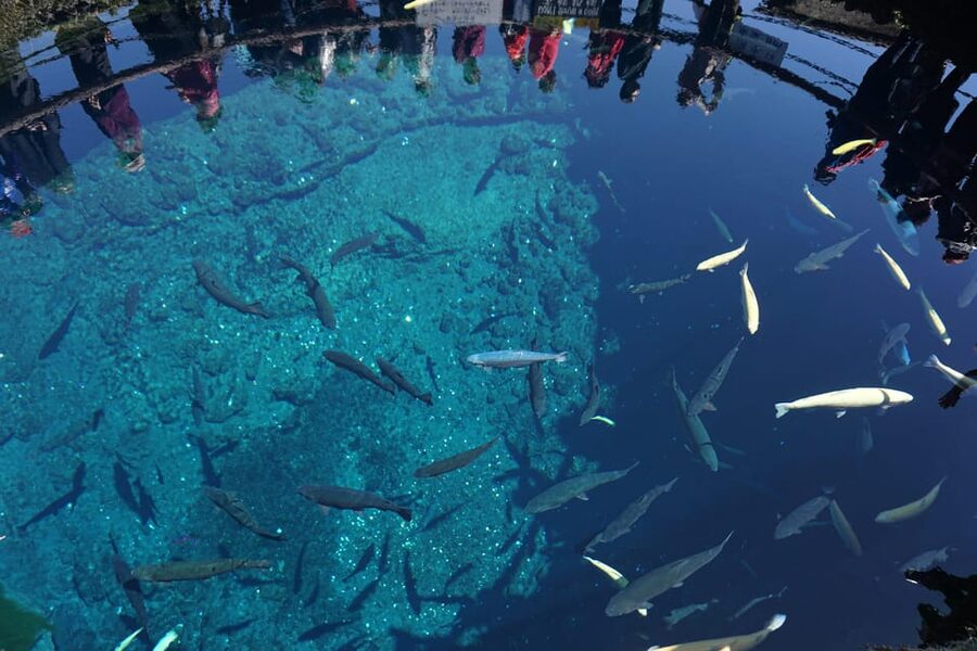 From Tokyo: Mt. Fuji And Hakone Private Sightseeing Day Trip - FAQ