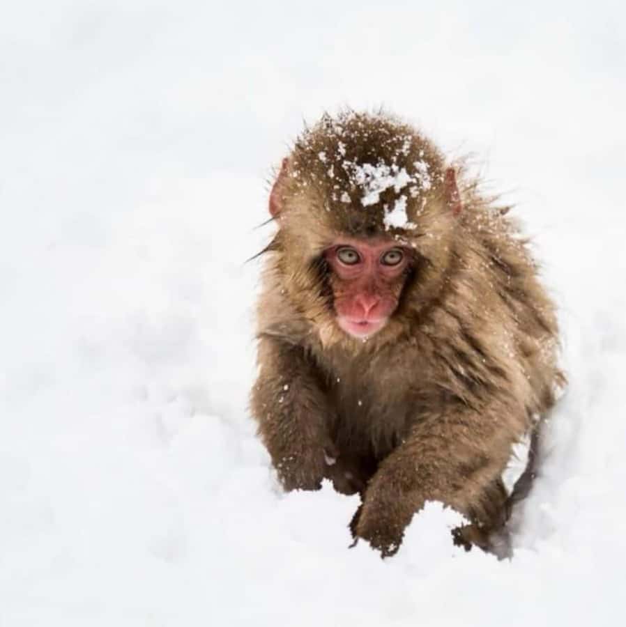From Tokyo: Nagano Full Day Private Snow Monkey Park Tour - What the walk to Jigokudani is really like