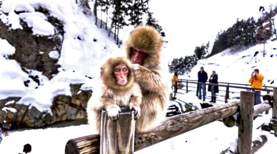 From Tokyo: Nagano Full Day Private Snow Monkey Park Tour - Zenkoji Temple adds a cultural counterpoint