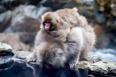 Nagano Full Day Private Snow Monkey Park Tour
