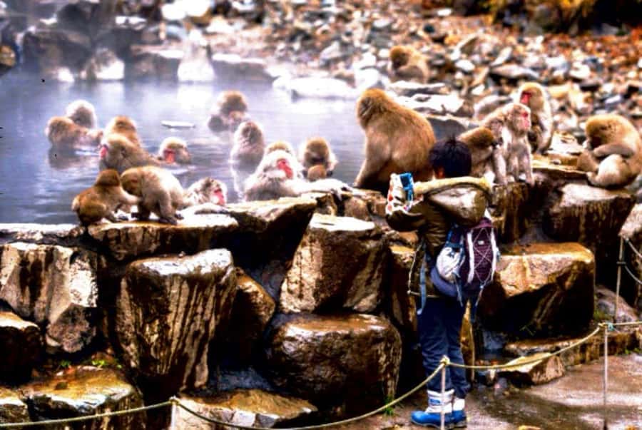 From Tokyo: Nagano Full Day Private Snow Monkey Park Tour - The miso brewery and the food side of Nagano