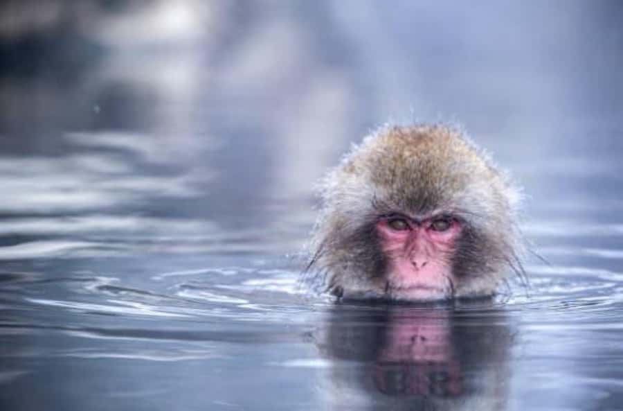 From Tokyo: Nagano Full Day Private Snow Monkey Park Tour - How the flexible itinerary helps