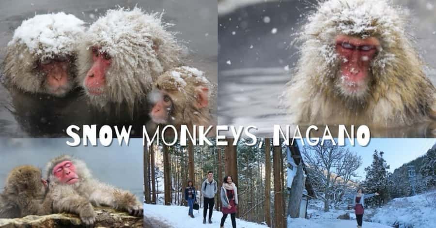 From Tokyo: Nagano Full Day Private Snow Monkey Park Tour - Practical details before you reserve