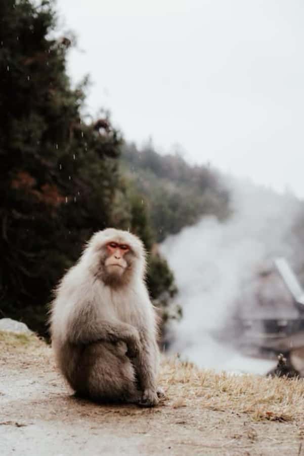 From Tokyo: Nagano Full Day Private Snow Monkey Park Tour - Should you book it?