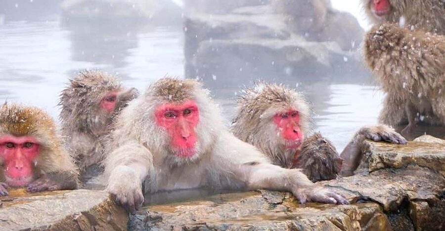 From Tokyo/Nagano : Private Snow Monkeys Park Full Day Trip - Zenkoji Temple and the Buddha tradition