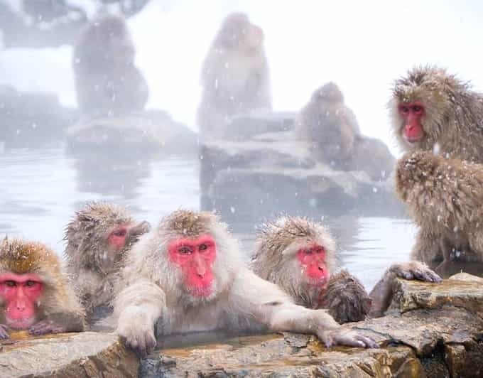 From Tokyo/Nagano : Private Snow Monkeys Park Full Day Trip - The walk to Jigokudani Monkey Park