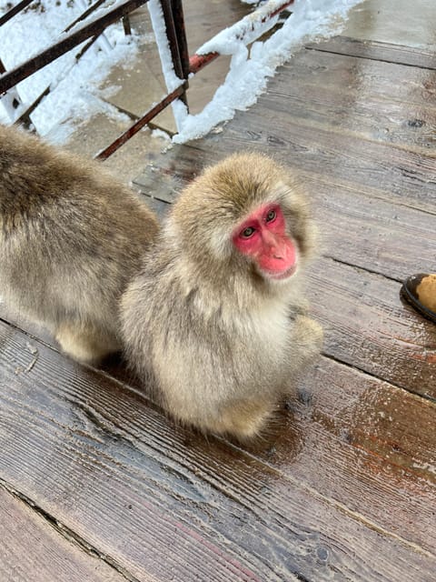 From Tokyo: Nagano Snow Monkey Park Zenkoji Temple Day Trip - Obuse is the pleasant middle stop