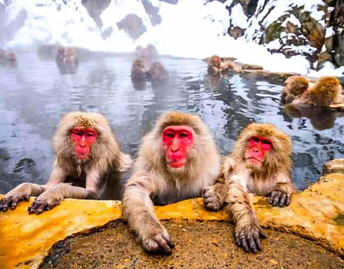 From Tokyo: Nagano Snow Monkey Park Zenkoji Temple Day Trip - A private vehicle changes the pace