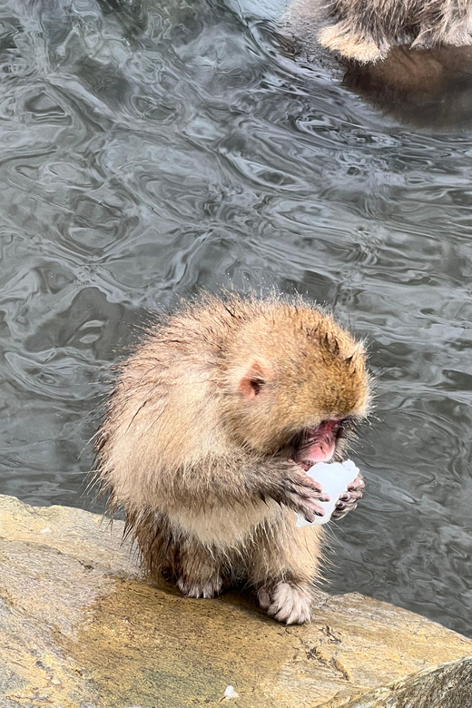 From Tokyo: Nagano Snow Monkey Park Zenkoji Temple Day Trip - Zenkoji Temple gives the day its sense of place