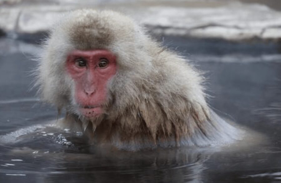 From Tokyo: Private Day Trip to Snow Monkey & Zenkoji - Why Jigokudani’s snow monkeys are worth the long ride