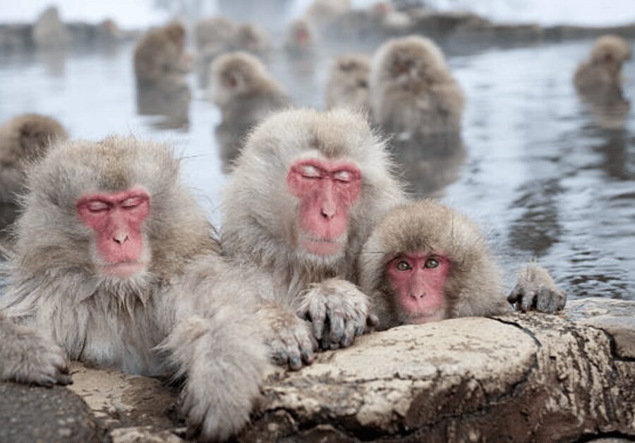 From Tokyo: Private Day Trip to Snow Monkey & Zenkoji - Entering Zenkoji Temple after the monkey park