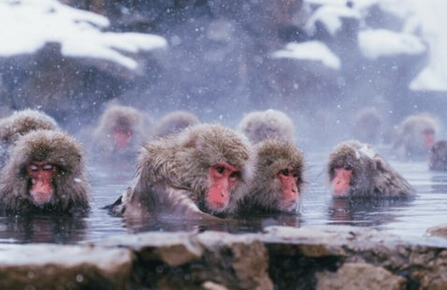 From Tokyo: Private Day Trip to Snow Monkey & Zenkoji - Soba and Nagano specialties between major sights