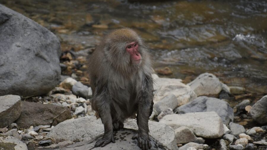 From Tokyo: Private Tour Snow Monkey Park & Zenko-ji Temple - What is not included and what to pack