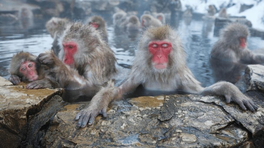 From Tokyo: Private Tour Snow Monkey Park & Zenko-ji Temple - Why the long trip to Nagano can be worth it