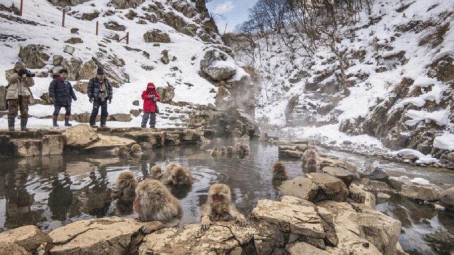 From Tokyo: Private Tour Snow Monkey Park & Zenko-ji Temple - Zenko-ji Temple gives the day its cultural center