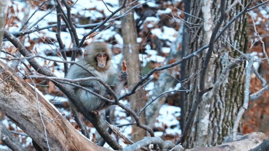 From Tokyo: Private Tour Snow Monkey Park & Zenko-ji Temple - Jigokudani Monkey Park is the main event