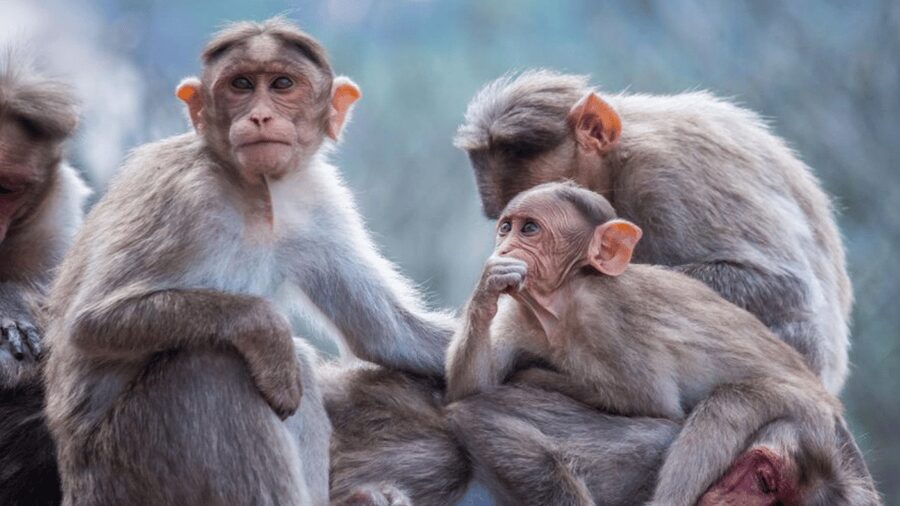From Tokyo: Private Tour Snow Monkey Park & Zenko-ji Temple - Shibu Onsen brings old hot-spring-town character
