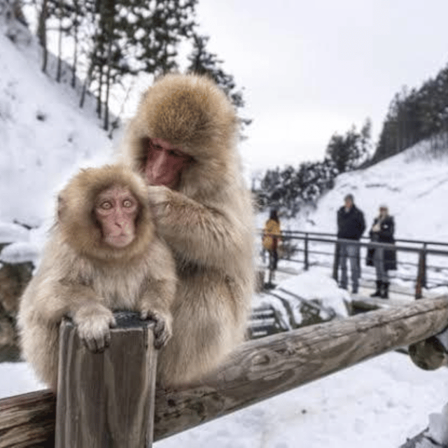 From Tokyo: Private Tour Snow Monkey Park & Zenko-ji Temple - Obuse is a pleasant final taste of Nagano