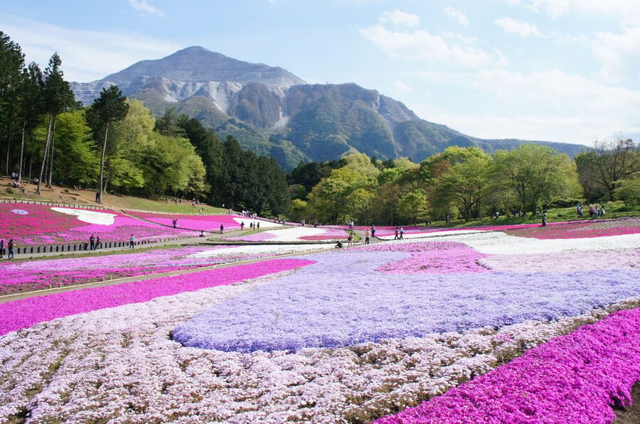 From Tokyo: Seibu Railway 1 Day Pass and Nagatoro - Key points to know before you go