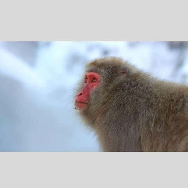 From Tokyo: Snow Monkey Park and Miso Production Day Tour - Key points at a glance