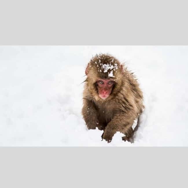 From Tokyo: Snow Monkey Park and Miso Production Day Tour - Who should book this private day trip?