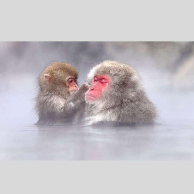 From Tokyo: Snow Monkey Park and Miso Production Day Tour - The long ride from Tokyo