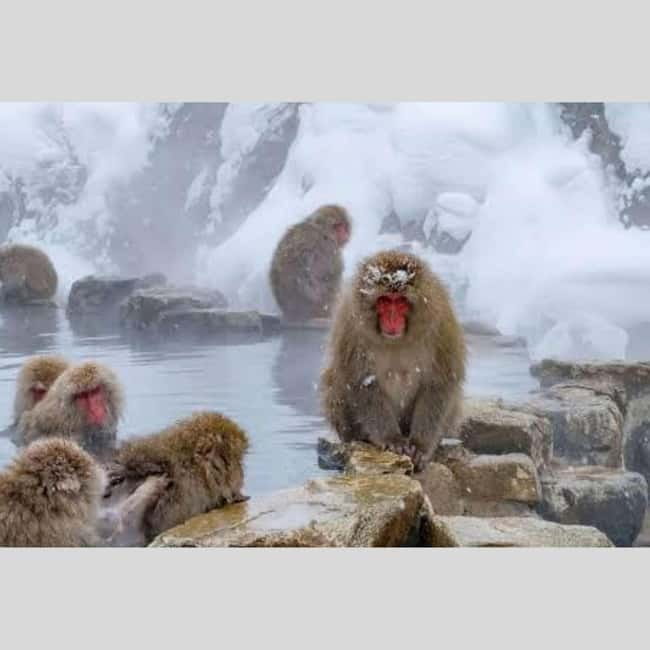 From Tokyo: Snow Monkey Park and Miso Production Day Tour - Matsushiro Castle Ruins and the samurai past