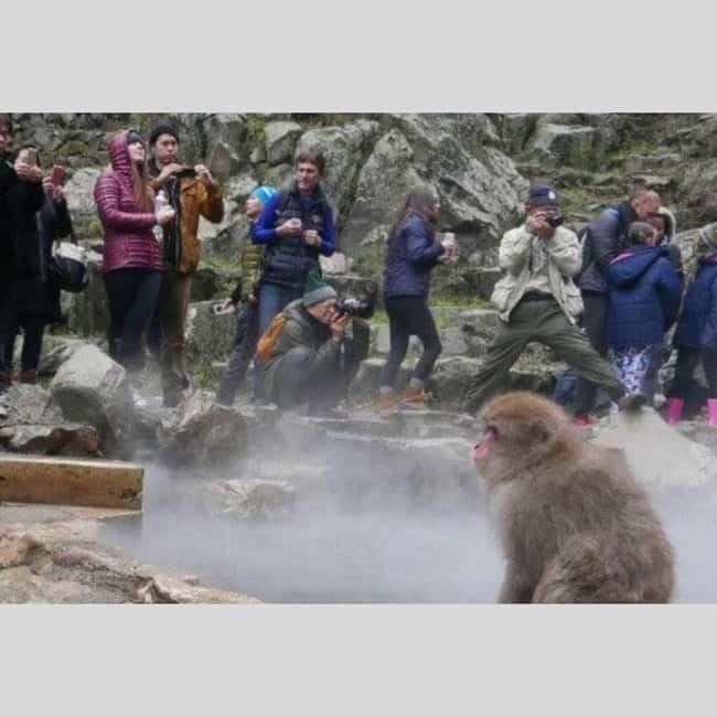 From Tokyo: Snow Monkey Park and Miso Production Day Tour - What the $455 price really buys