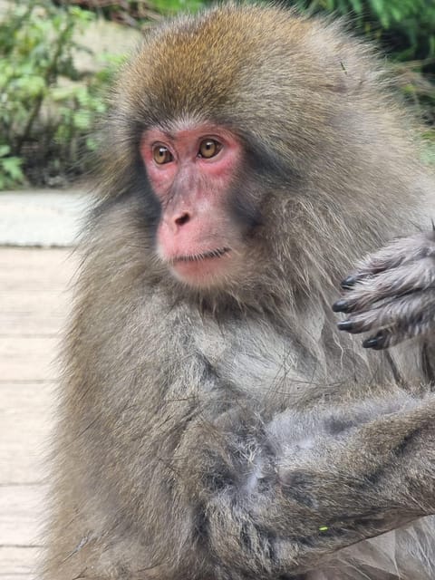 From Tokyo: Snow Monkey Private Customize Day Tour - Shibu Onsen and Obuse for local color